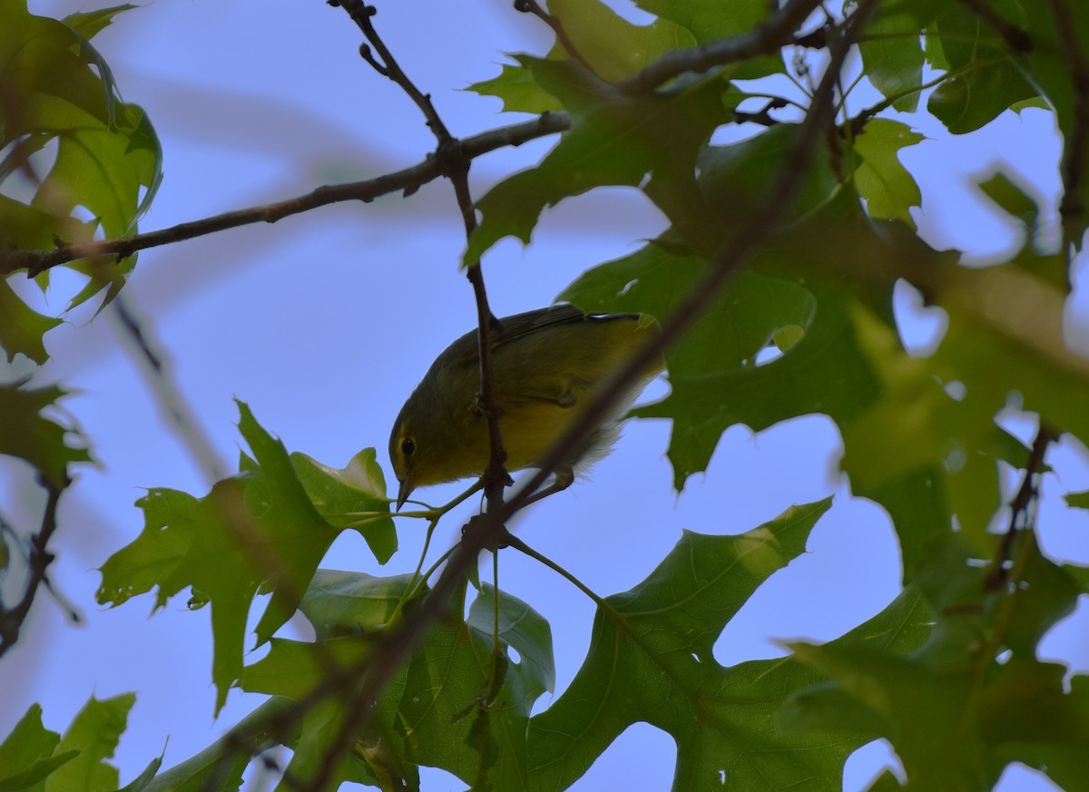 Orange-crowned Warbler - ML635619146
