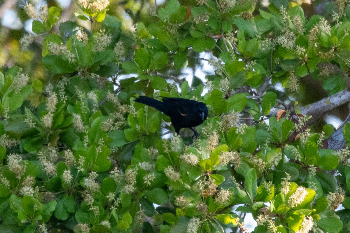 Red-shouldered Blackbird - ML635619155