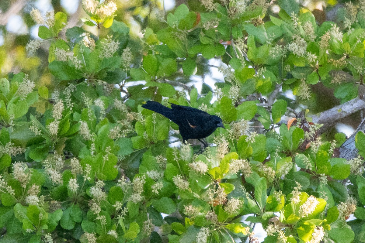 Red-shouldered Blackbird - ML635619156