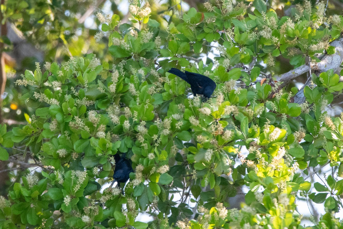 Red-shouldered Blackbird - ML635619160