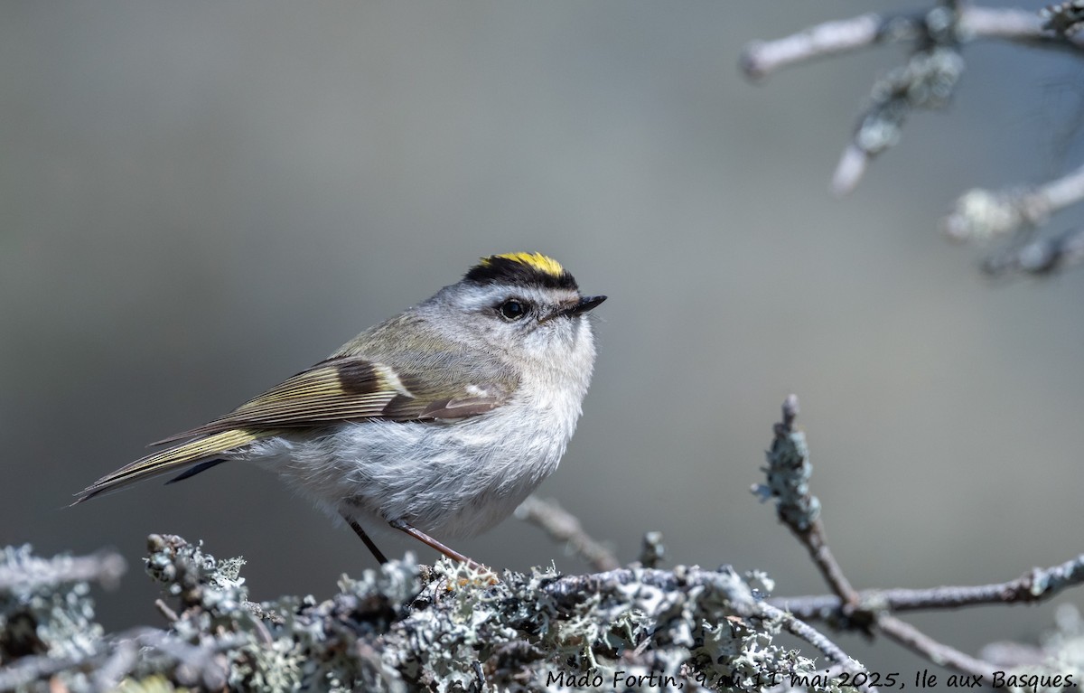 Golden-crowned Kinglet - ML635619202