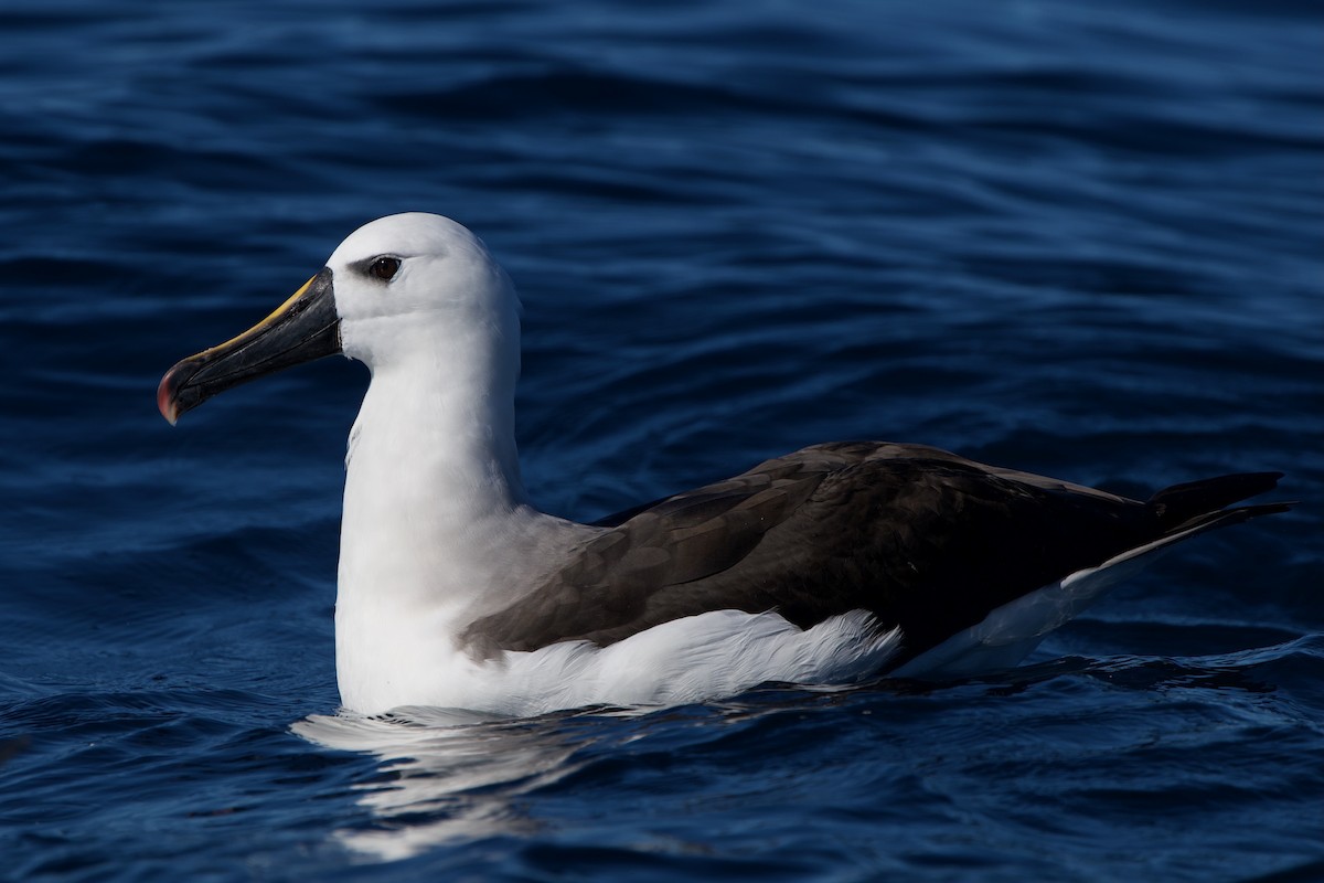 Atlantic Yellow-nosed Albatross - ML635619248