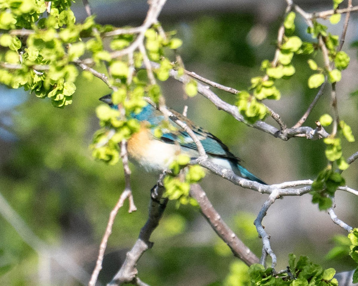 Lazuli Bunting - ML635619276