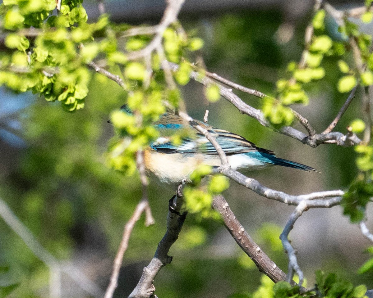 Lazuli Bunting - ML635619277