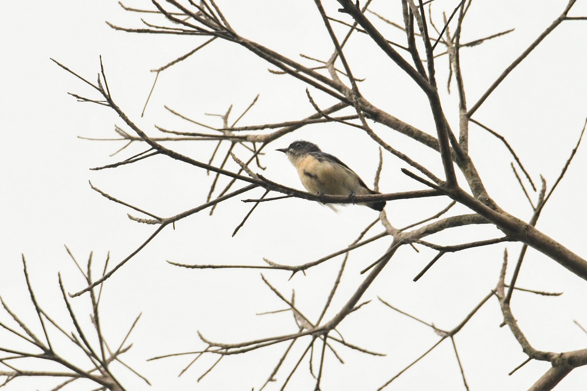 Cambodian Flowerpecker - ML635619298