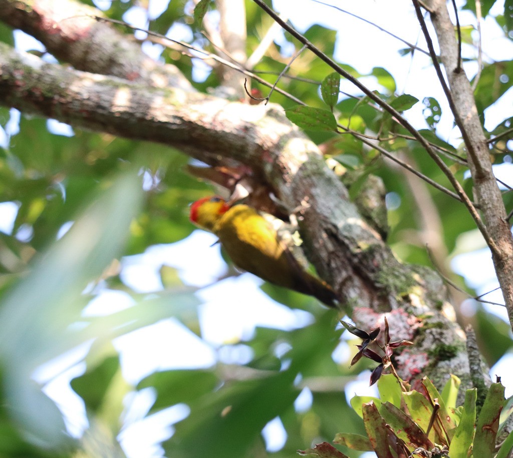 Yellow-throated Woodpecker - ML635619305