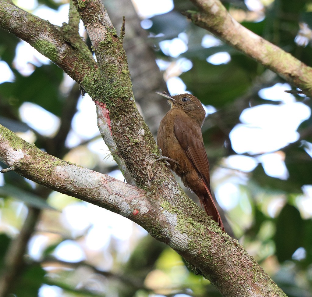 Plain-winged Woodcreeper - ML635619347