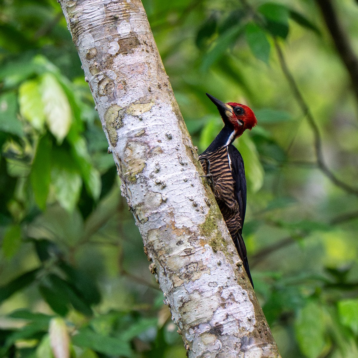 Crimson-crested Woodpecker - ML635619471