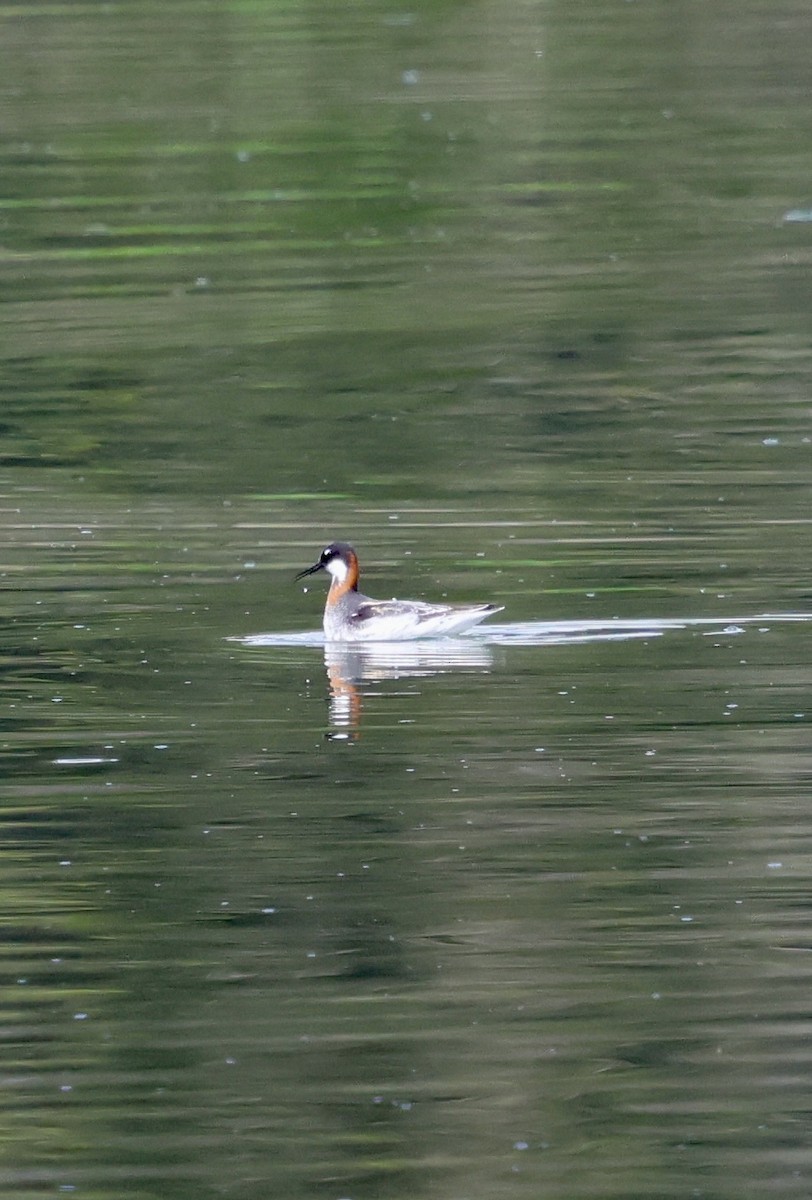 Red-necked Phalarope - ML635619550