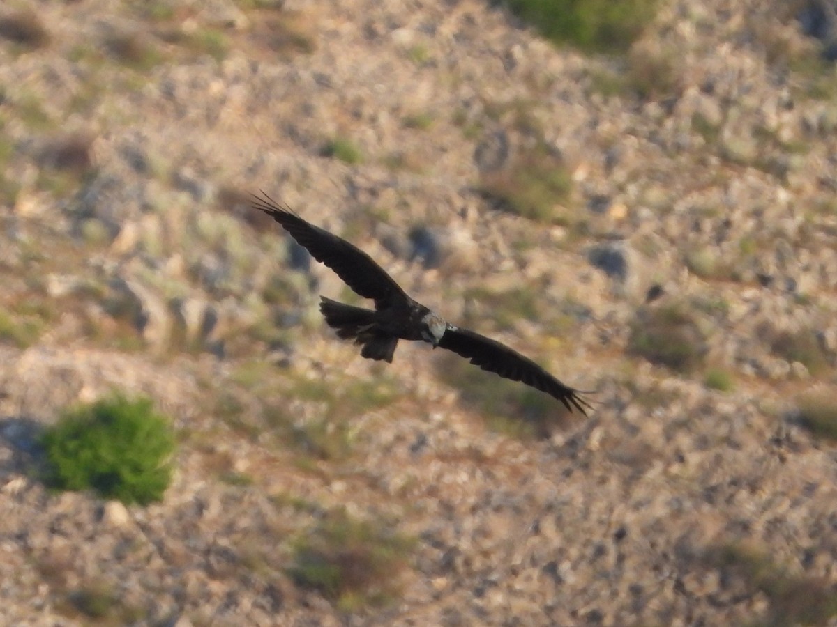 Western Marsh Harrier - ML635619887