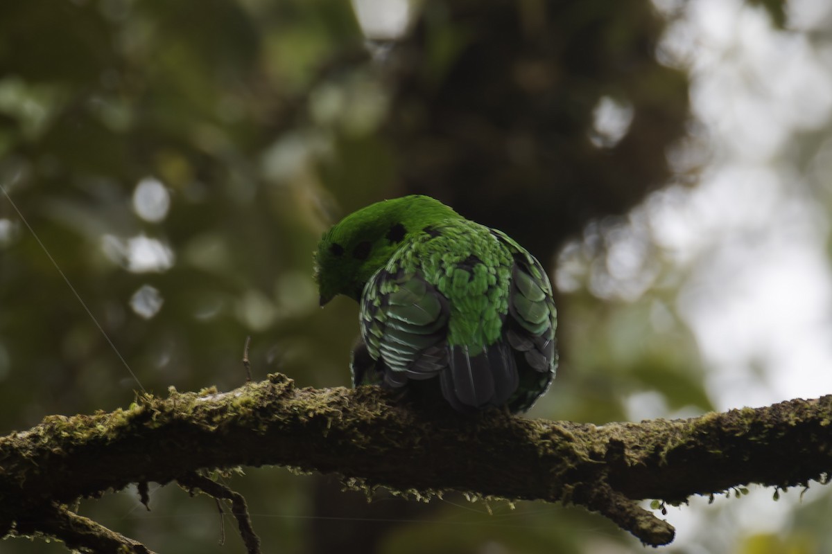 Whitehead's Broadbill - ML635619907