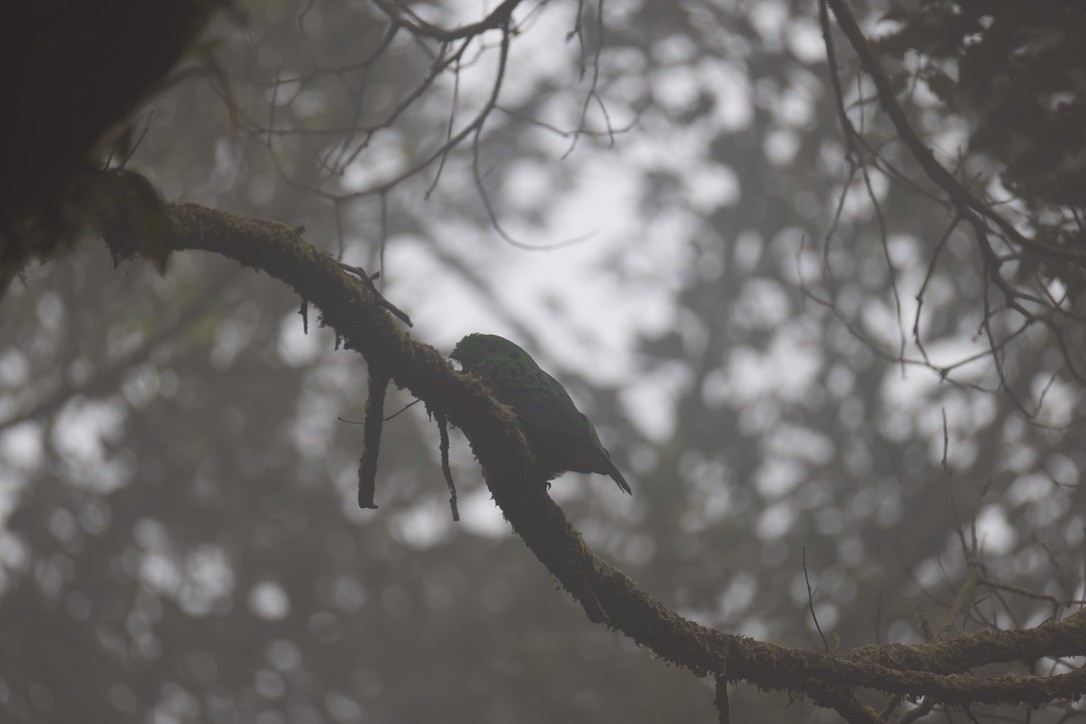 Whitehead's Broadbill - ML635619908