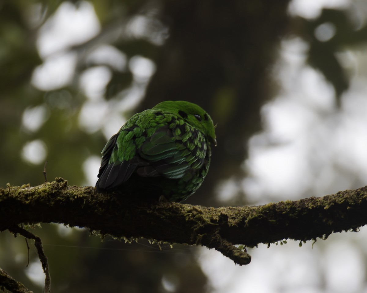 Whitehead's Broadbill - ML635619909
