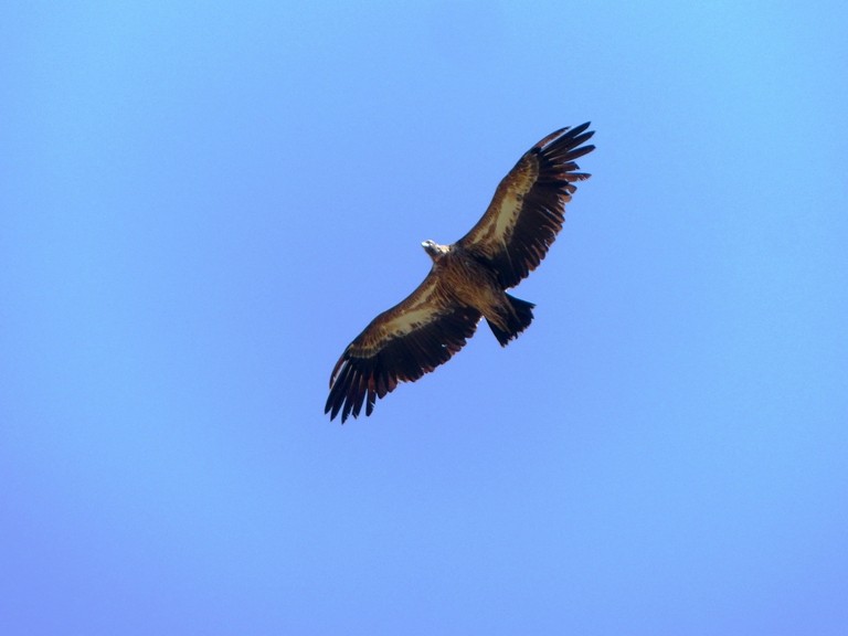 Himalayan Griffon - forest venkat