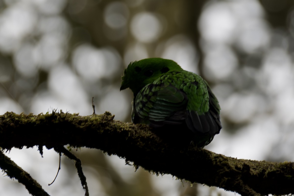 Whitehead's Broadbill - ML635619911