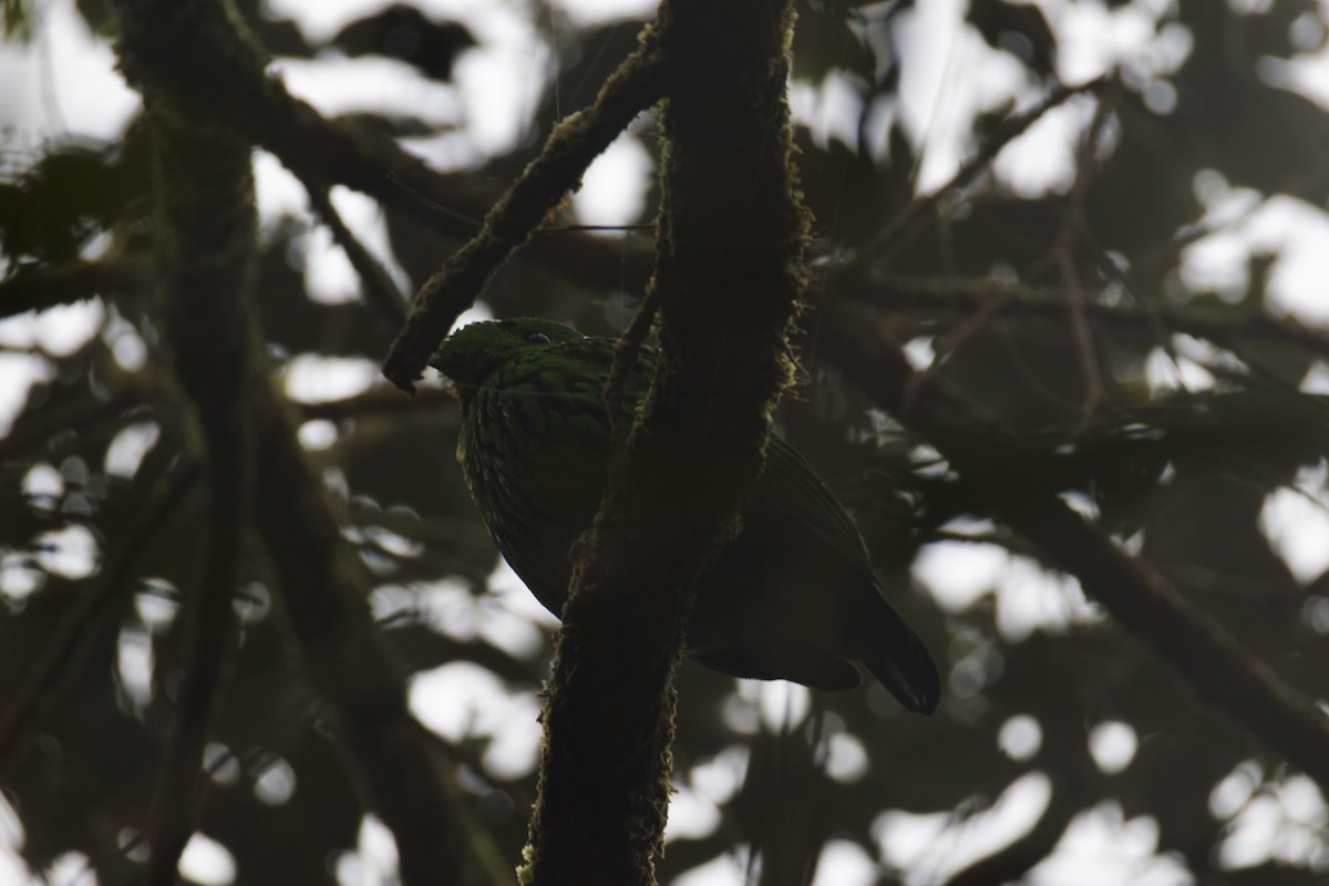 Whitehead's Broadbill - ML635619912