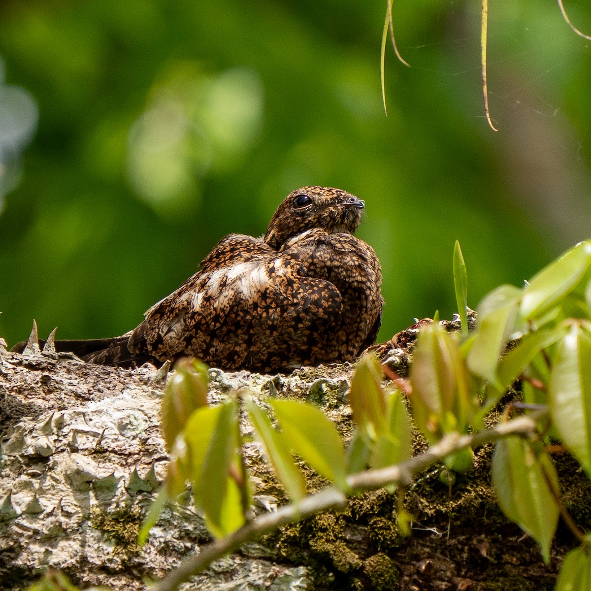 Short-tailed Nighthawk - ML635619954