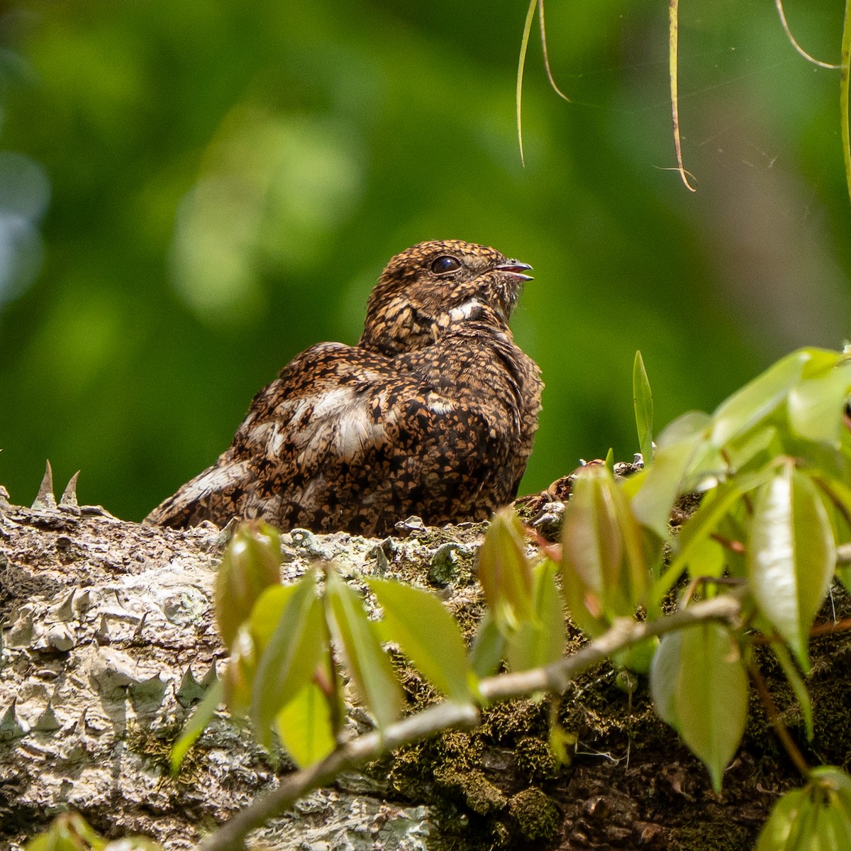 Short-tailed Nighthawk - ML635619955