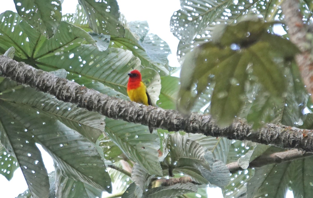 Red-hooded Tanager - ML635619991