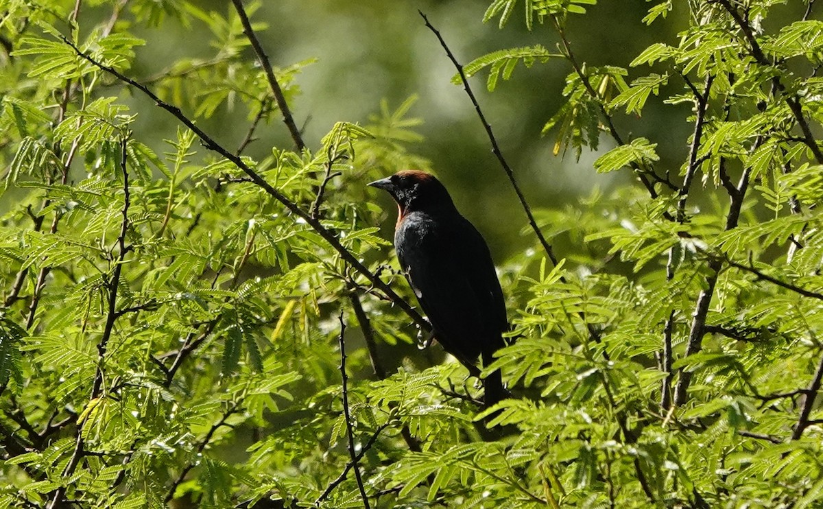 Chestnut-capped Blackbird - ML635620066