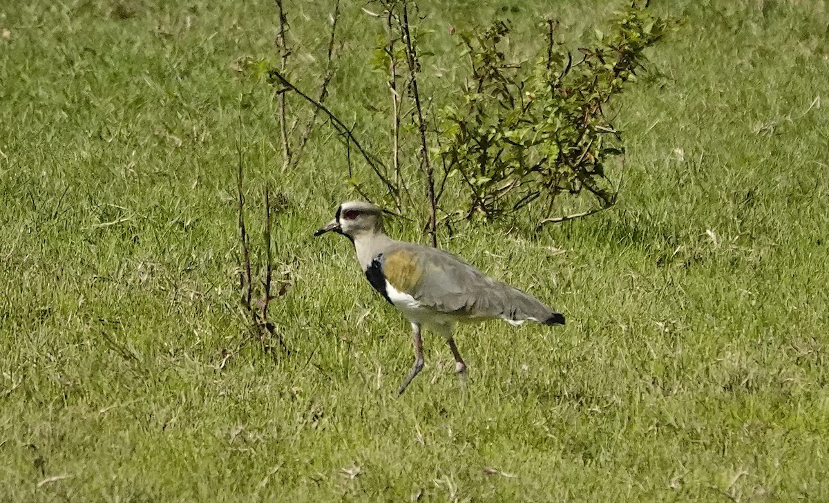 Southern Lapwing - ML635620077