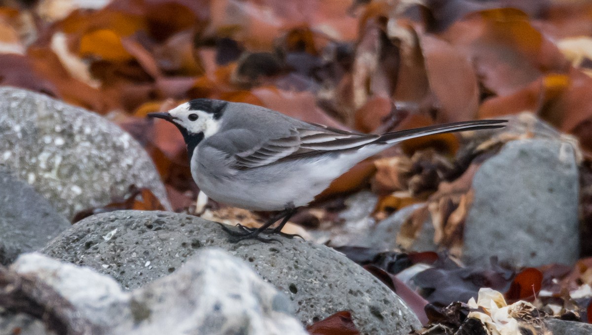 Хөх цэгцгий - ML635620126