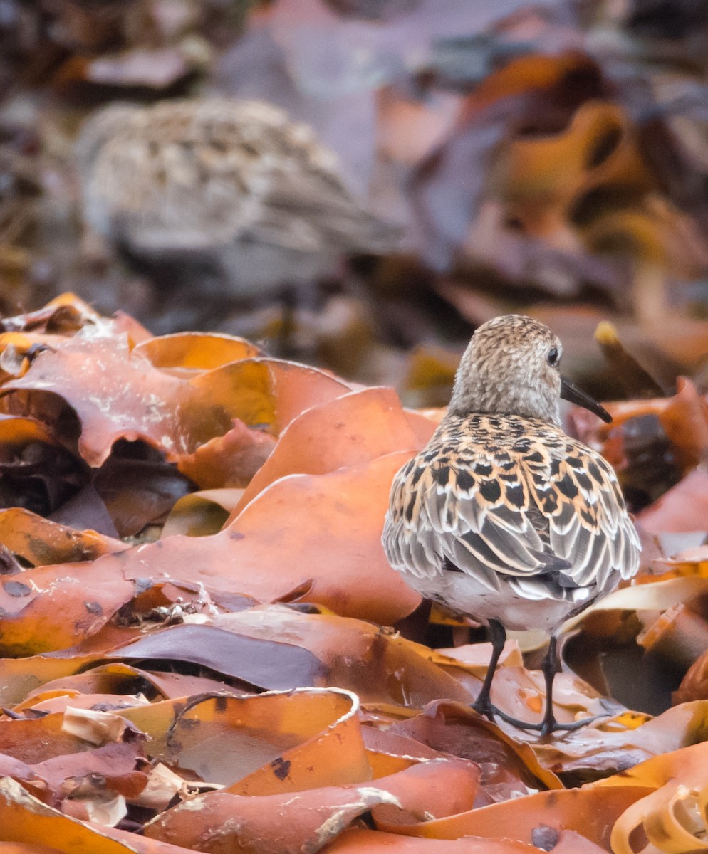 Хар элсэг - ML635620147
