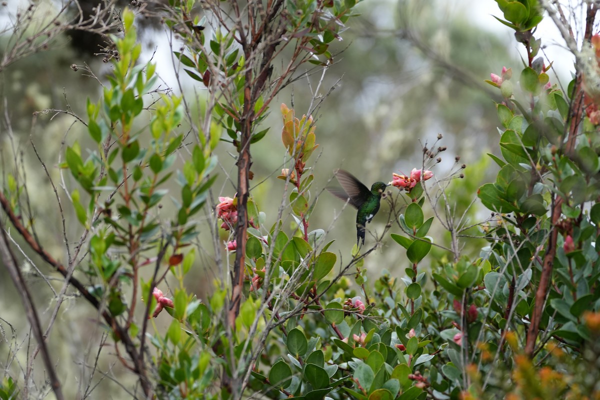 Glowing Puffleg - ML635620157