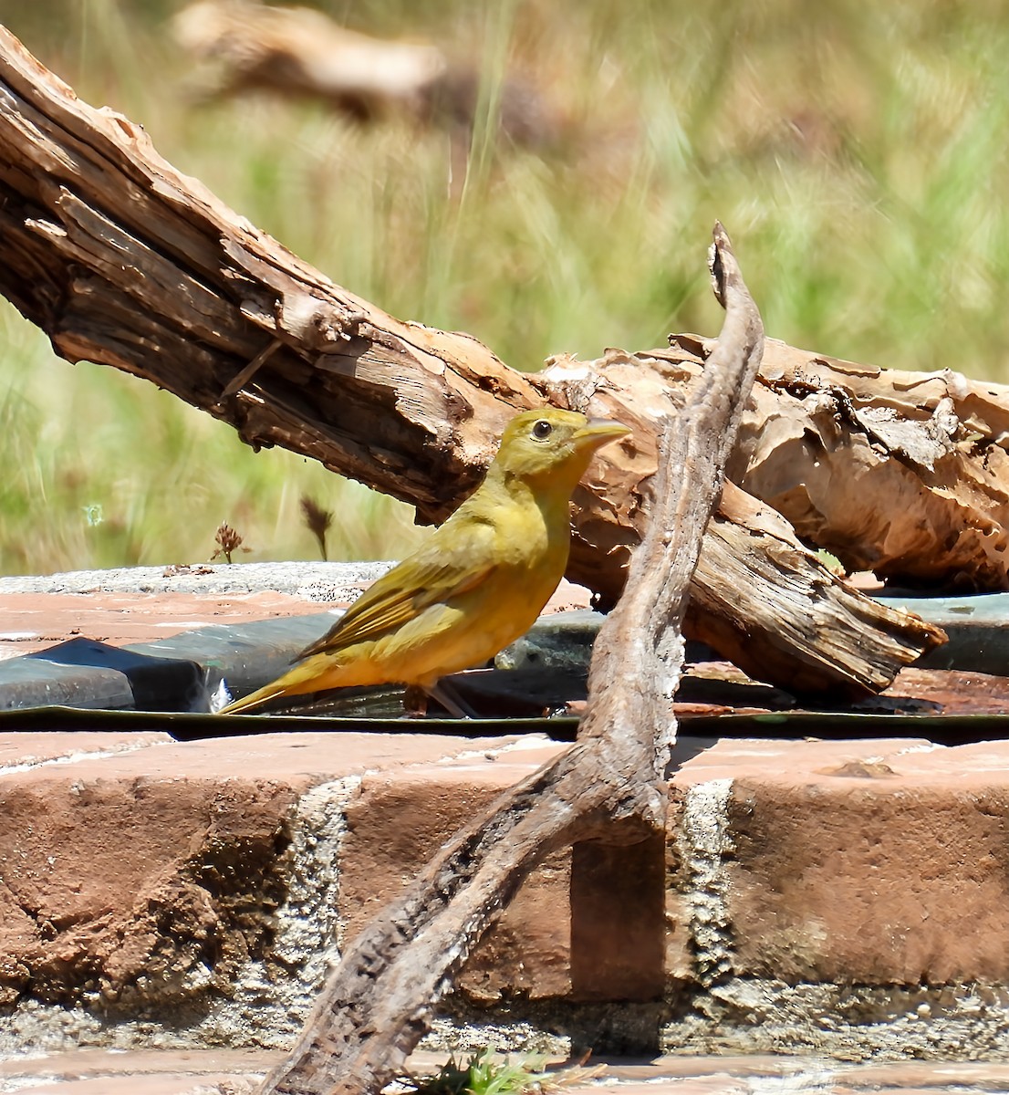 Summer Tanager - ML635620193