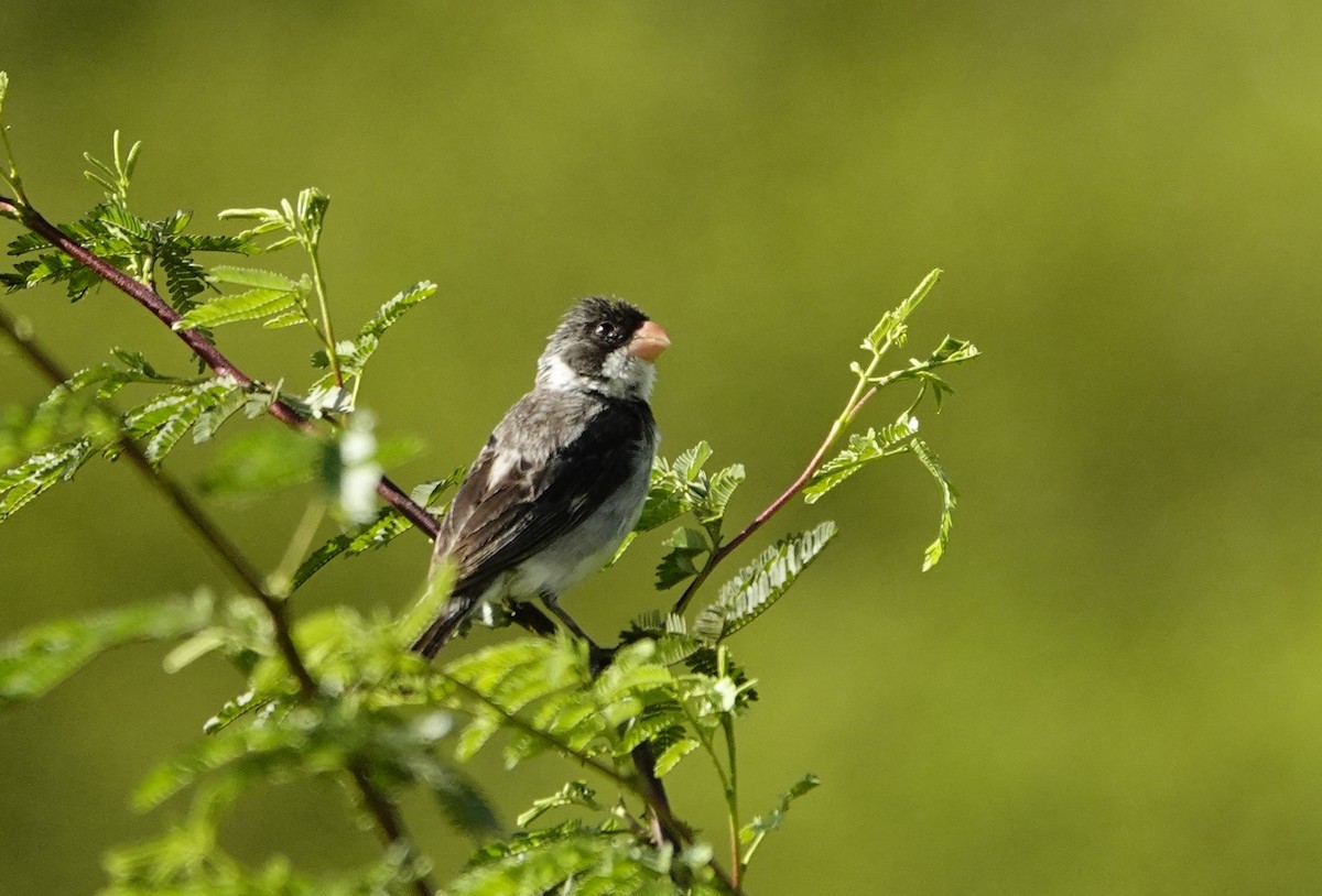 White-throated Seedeater - ML635620370
