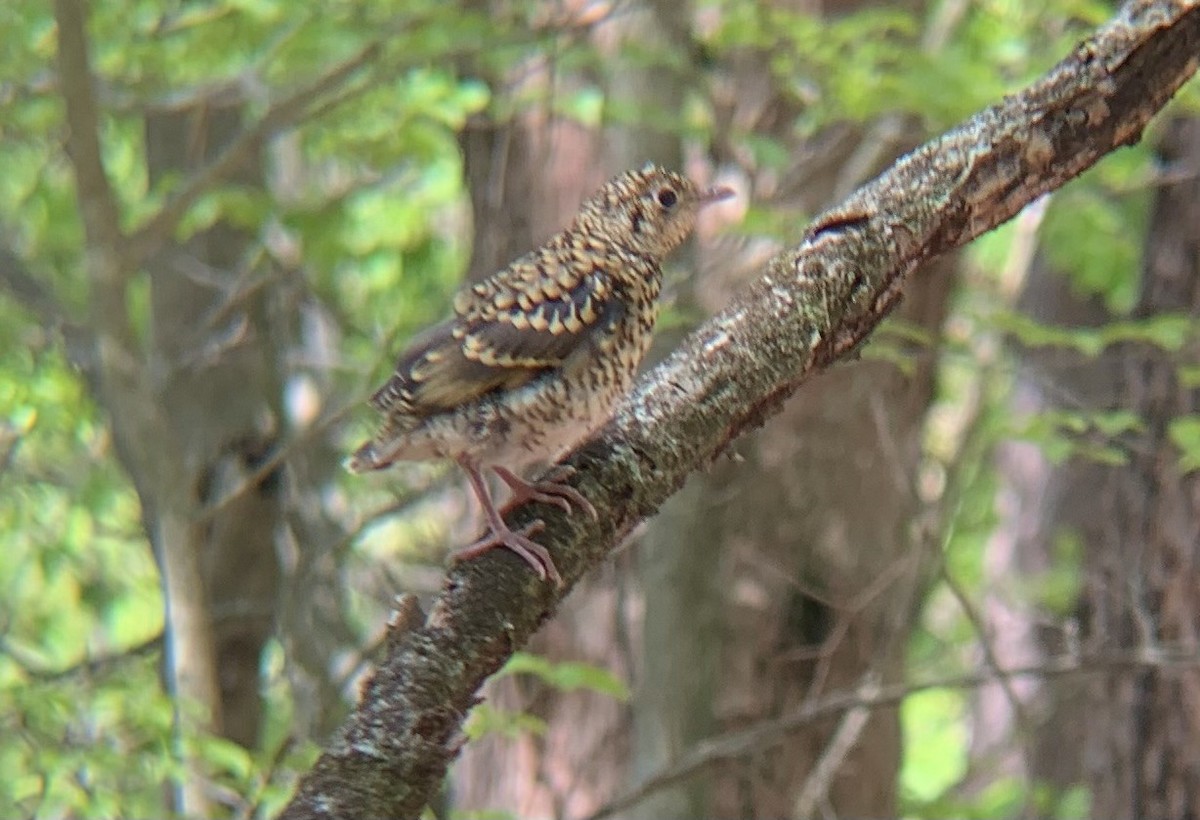 Алаг хөөндэй - ML635620413