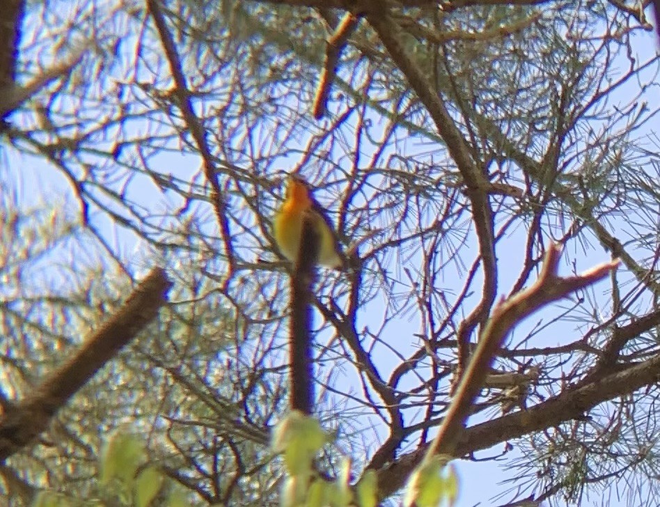 Наран намнаа - ML635620424