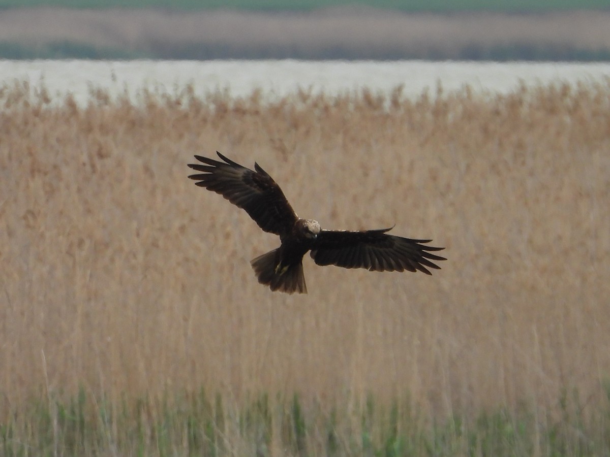 Western Marsh Harrier - ML635620433