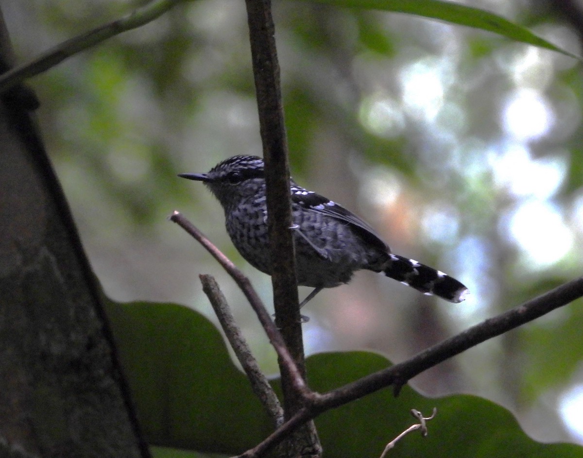 Scaled Antbird - ML635620481