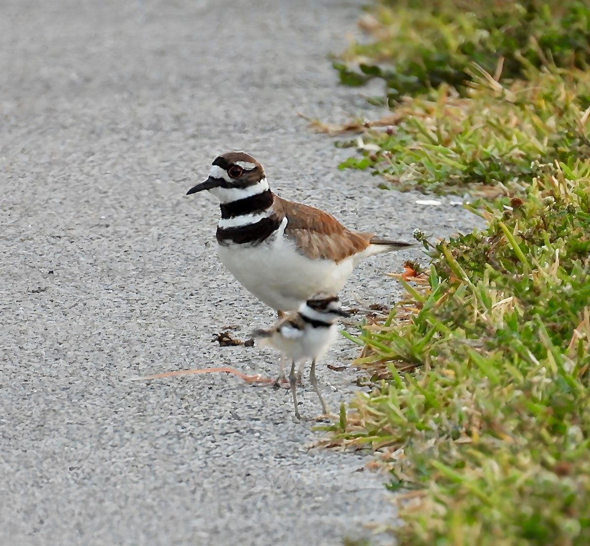 Killdeer - ML635620489