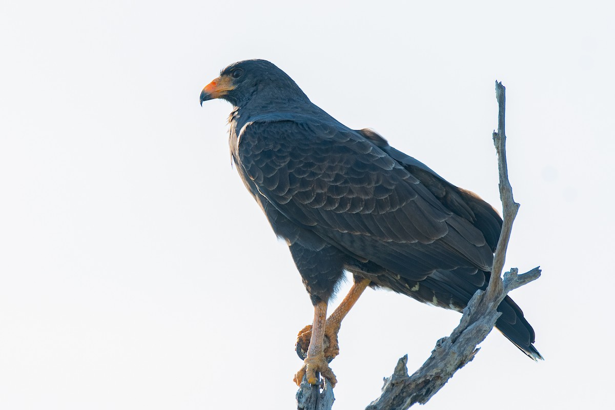 Cuban Black Hawk - ML635620514