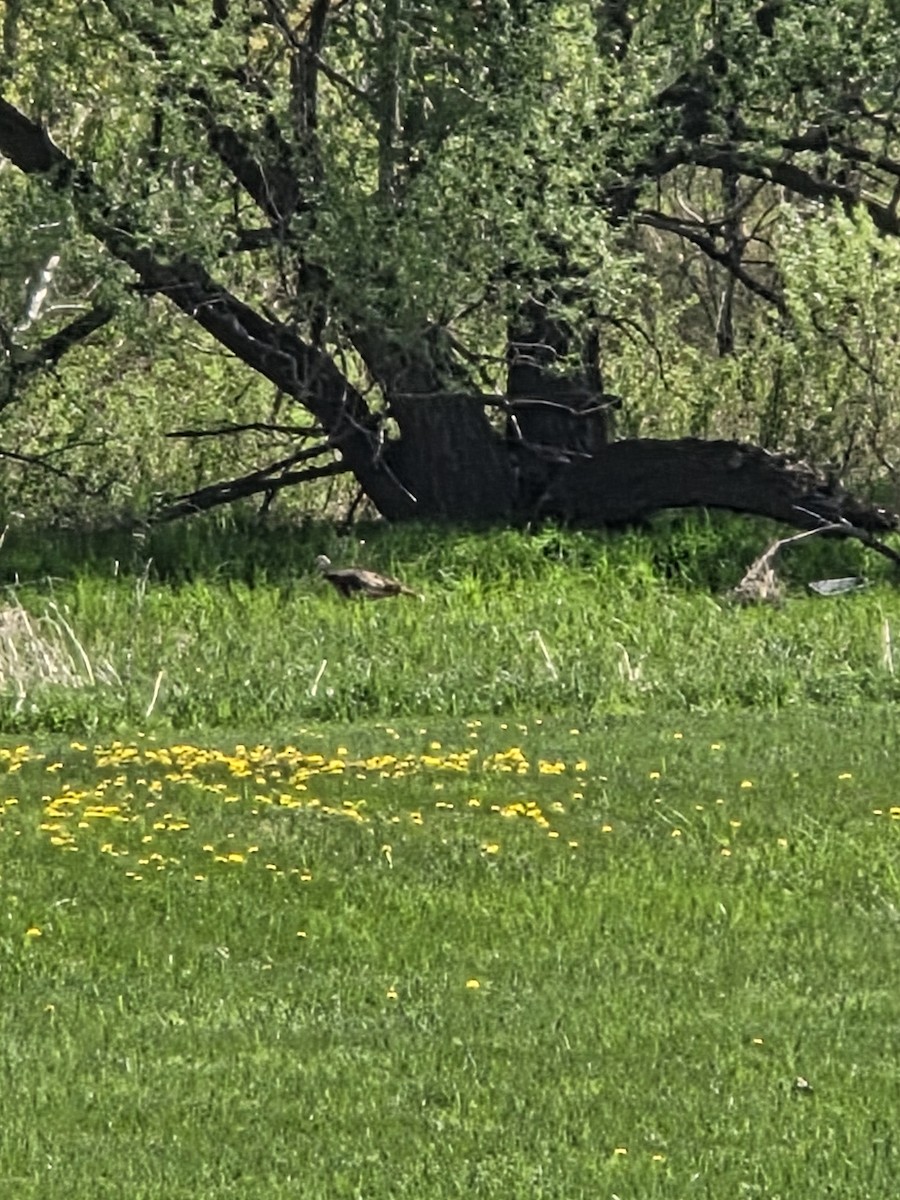 Wild Turkey - ML635620527