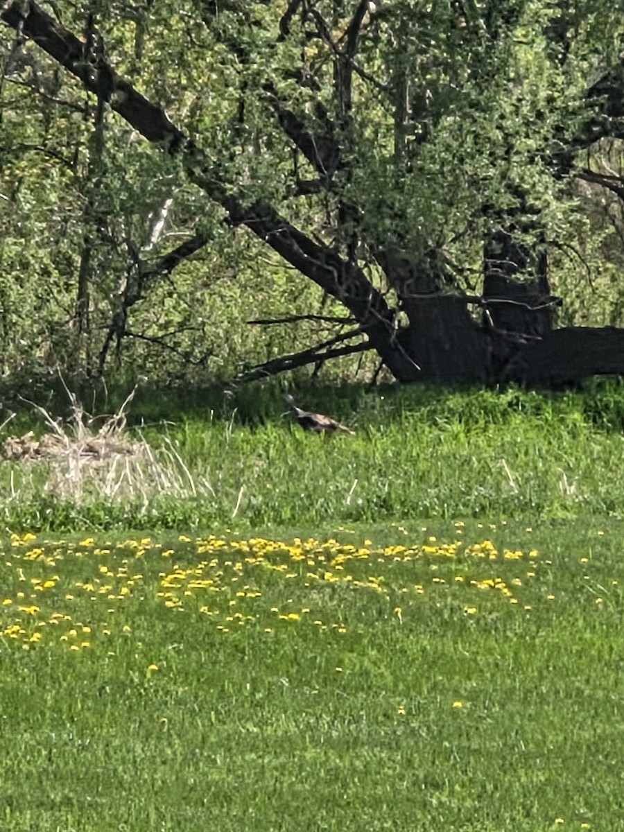 Wild Turkey - ML635620528