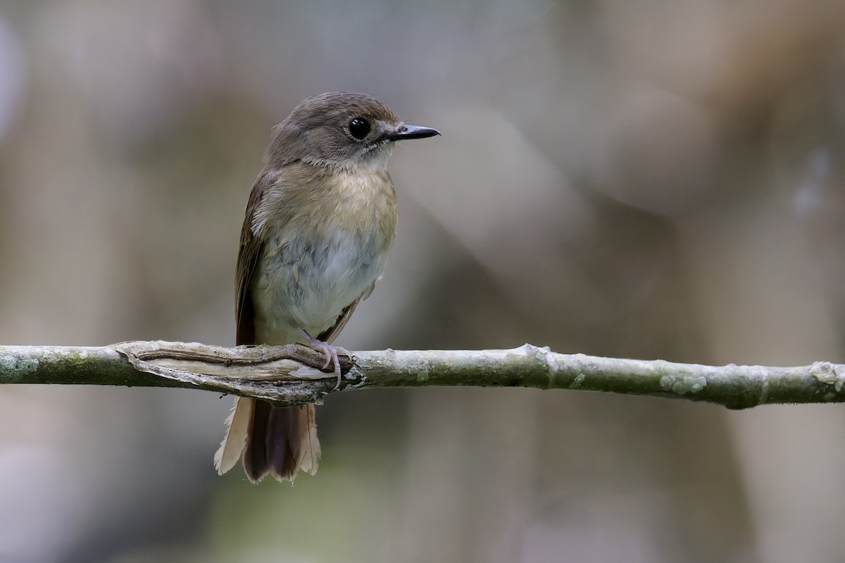 Papamoscas Dorsioliva - ML635620622