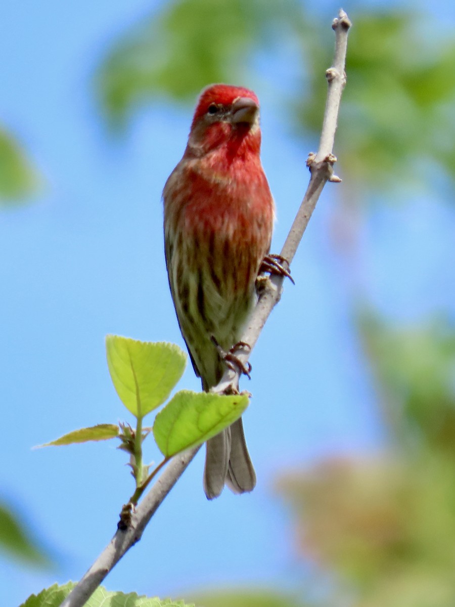 House Finch - ML635620697