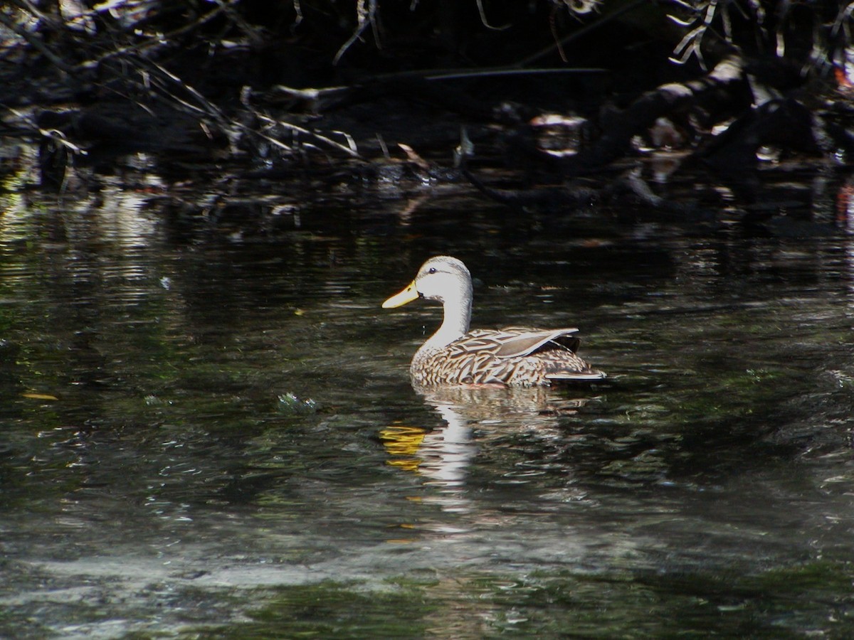 Mottled Duck - ML63562071