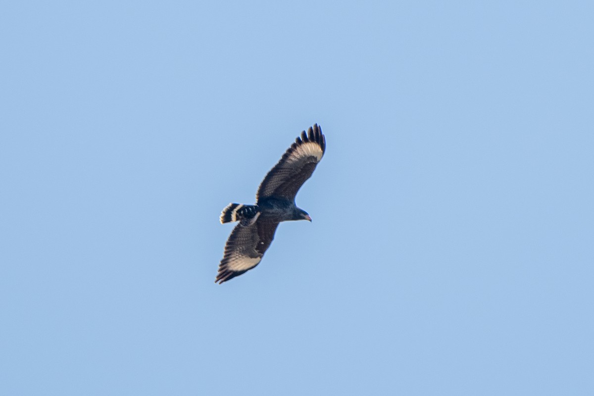 Cuban Black Hawk - ML635620713