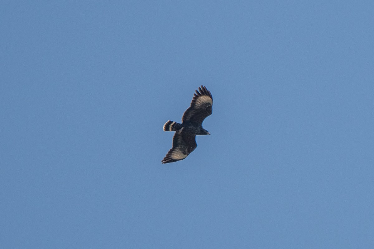 Cuban Black Hawk - ML635620714