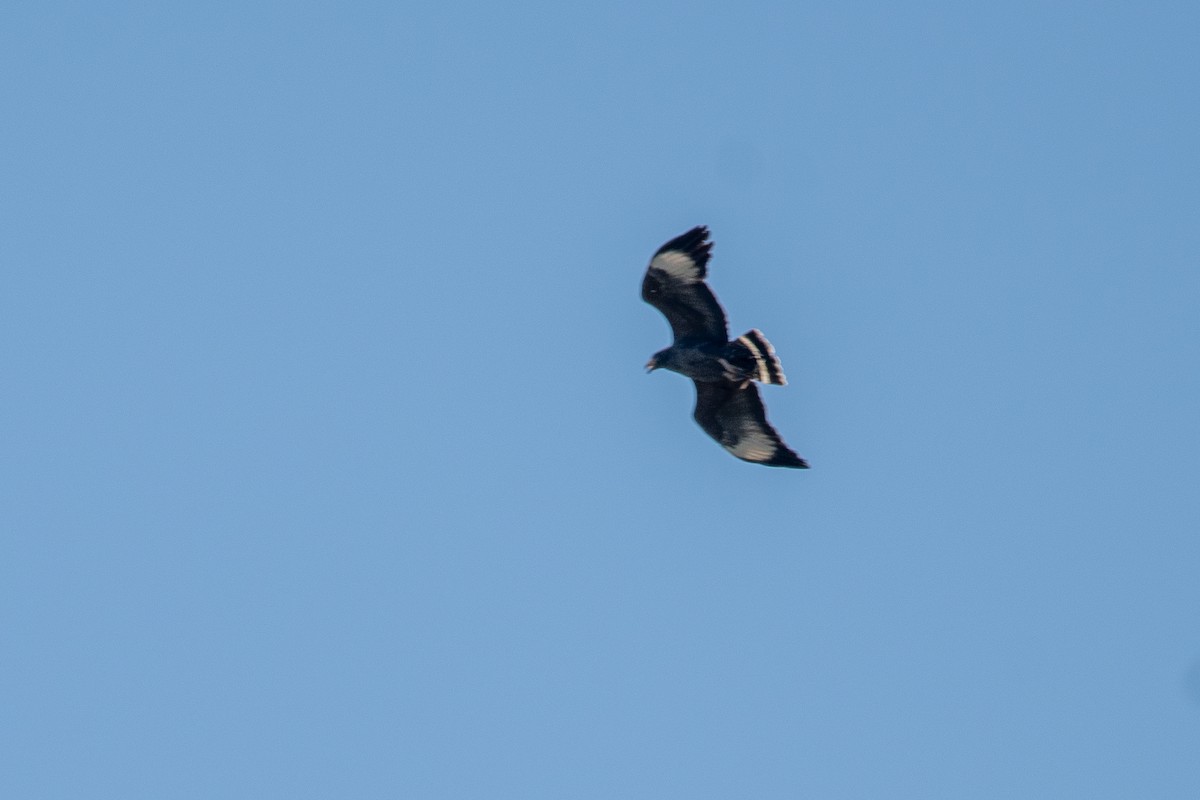 Cuban Black Hawk - ML635620715