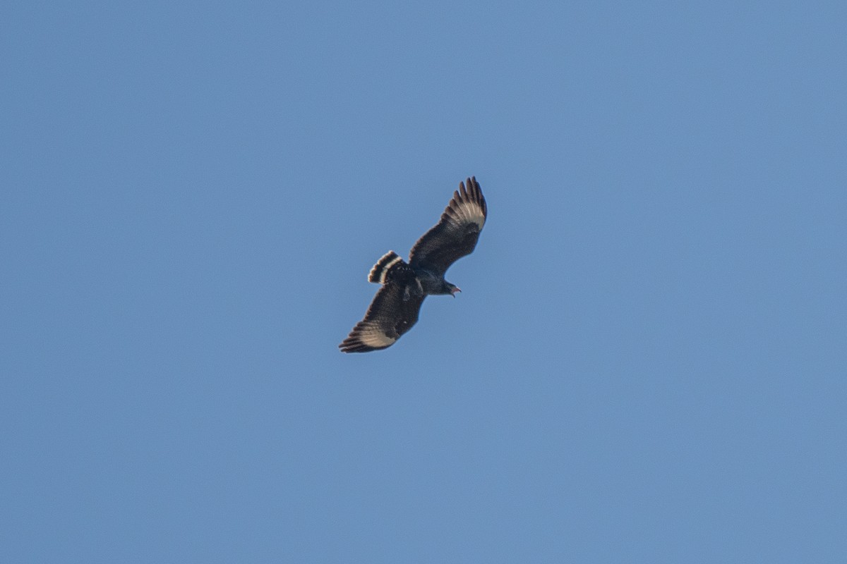 Cuban Black Hawk - ML635620716