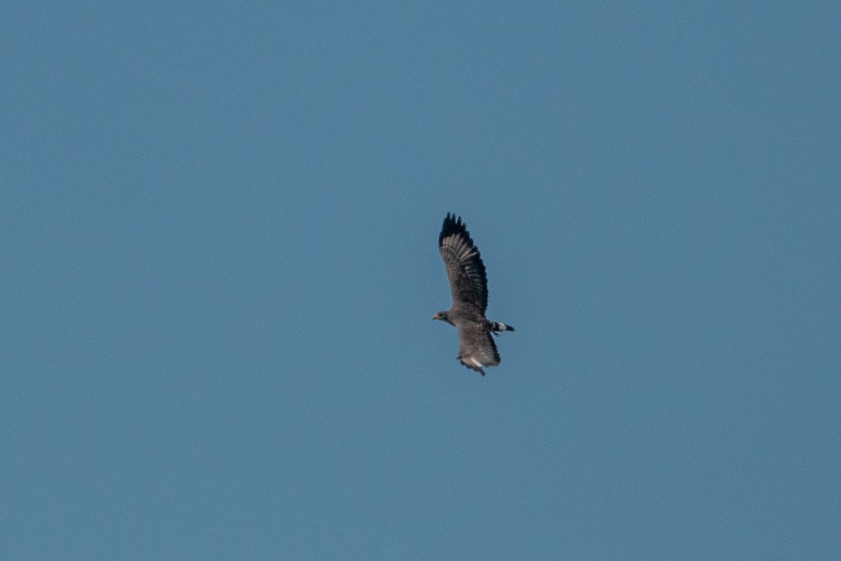 Cuban Black Hawk - ML635620717