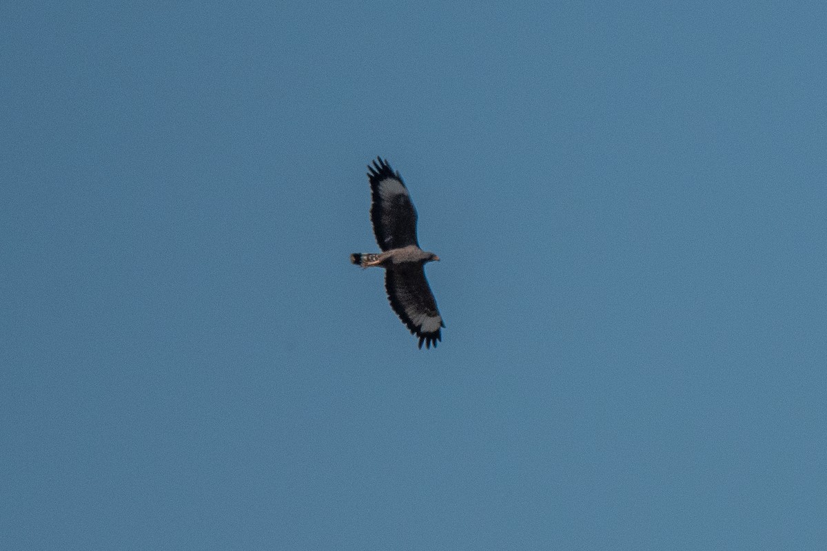 Cuban Black Hawk - ML635620719