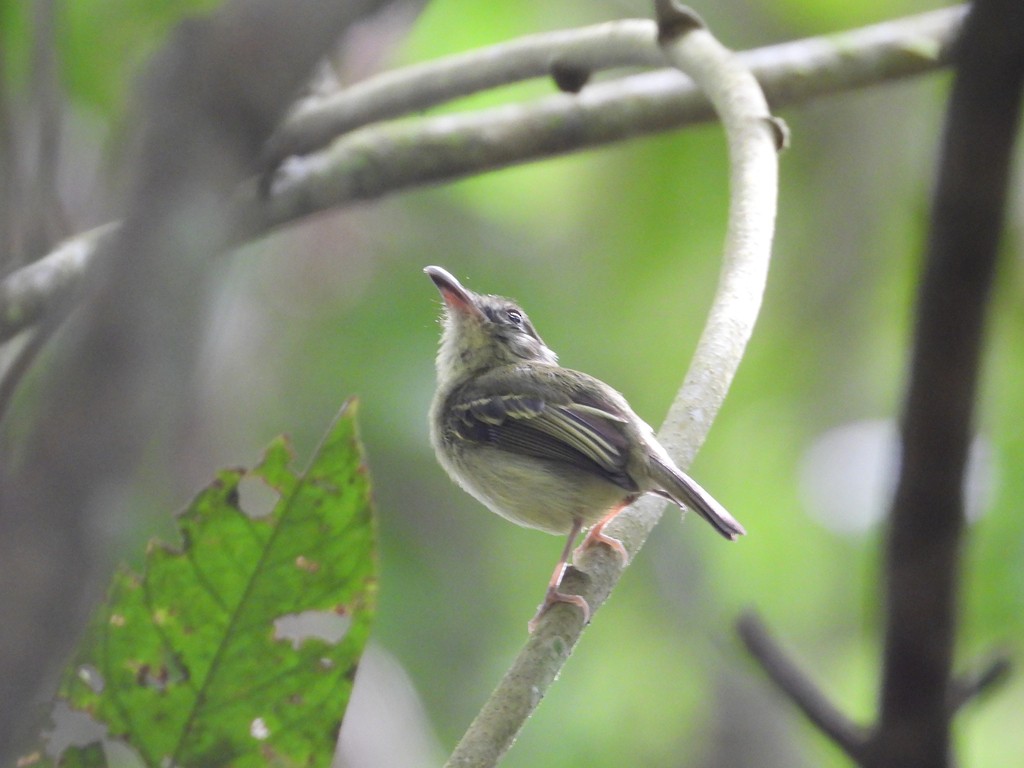 Southern Bentbill - ML635620770