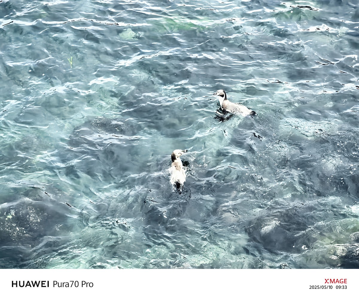 Humboldt Penguin - ML635620777