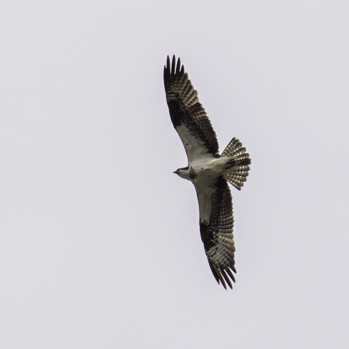 Osprey - ML635620814